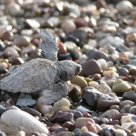 Caretta Caretta