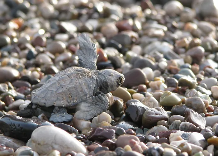 Caretta Caretta